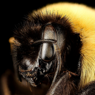 Photo of a bumblebee very close-up